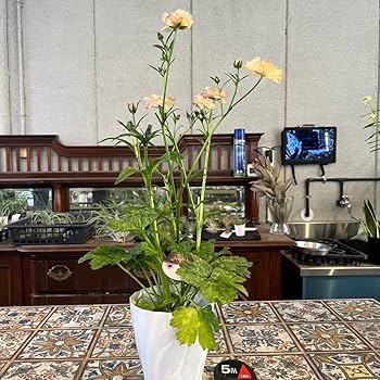 ラナンキュラスラックス　ヘスティア　6号鉢 ラナンキュラス：ラックス ヘスティア6号鉢 の通販 | 園芸ネット